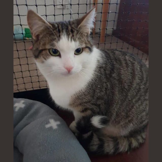 Photo of Yaron **2nd Chance Cat Rescue**
