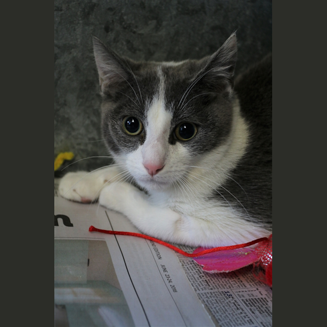 Photo of Bandit
