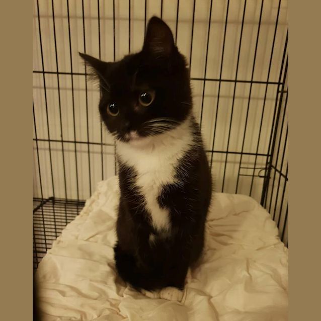 Photo of Indira **2nd Chance Cat Rescue**