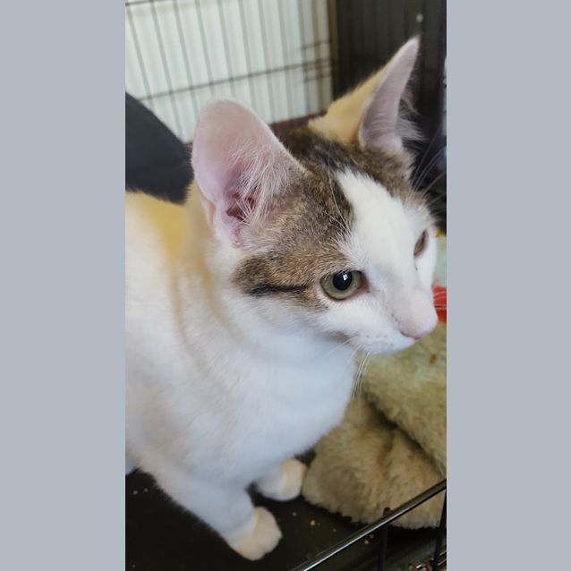 Photo of Lucky Prince, The Cat That Lives Up To His Name!
