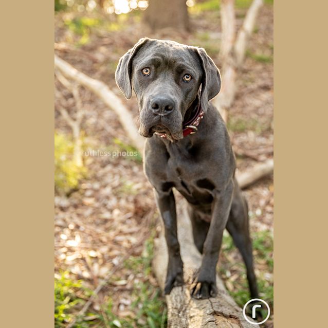 Photo of Ruger