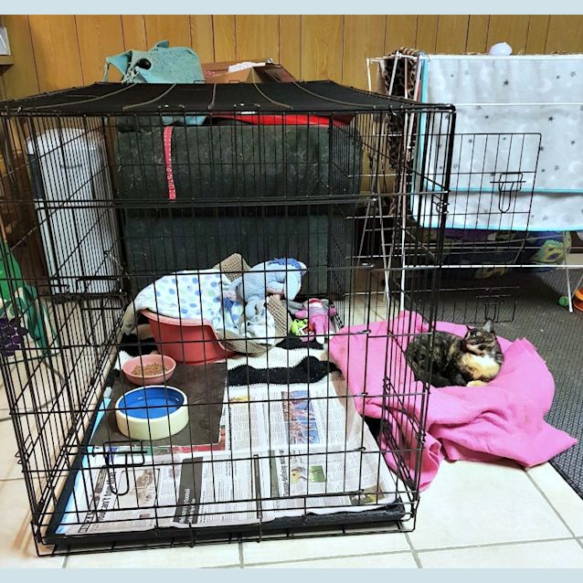 Photo of Flip   Special Needs