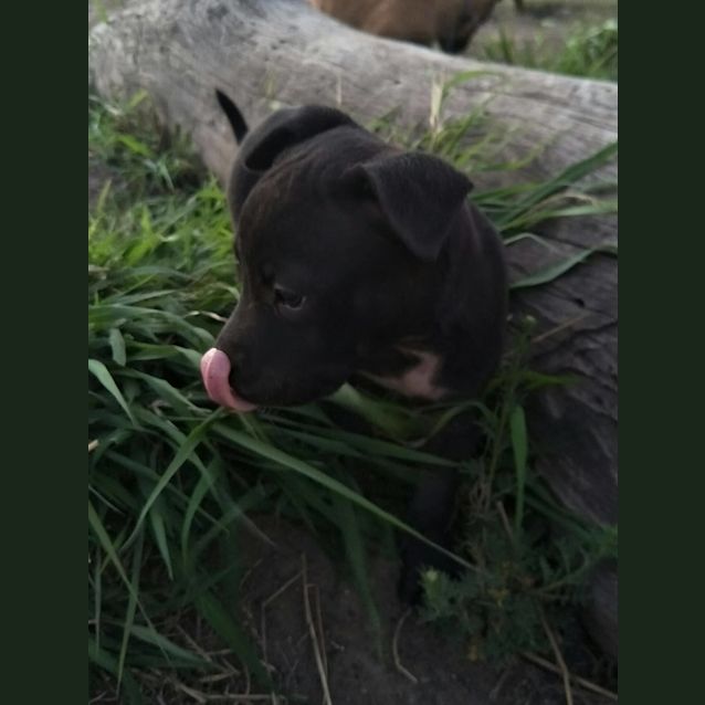 Photo of Blue