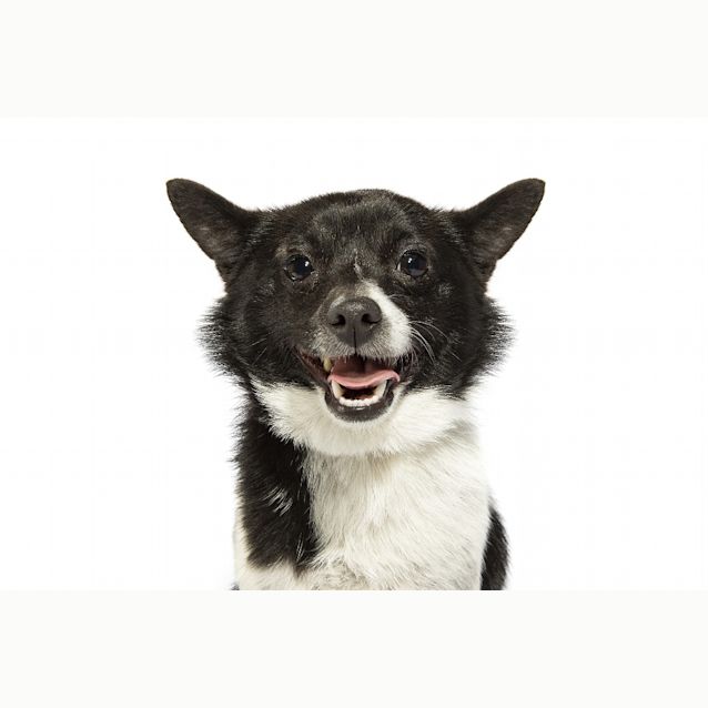 Photo of Bertie