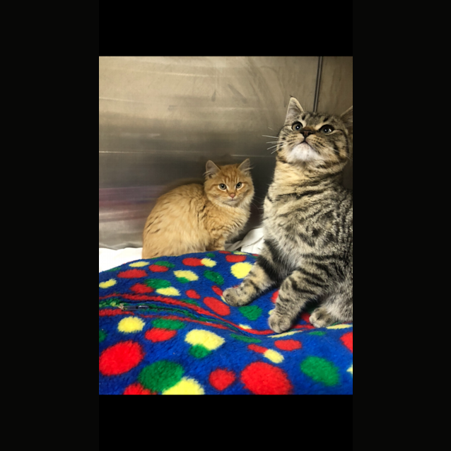 Photo of Tom And Jerry 