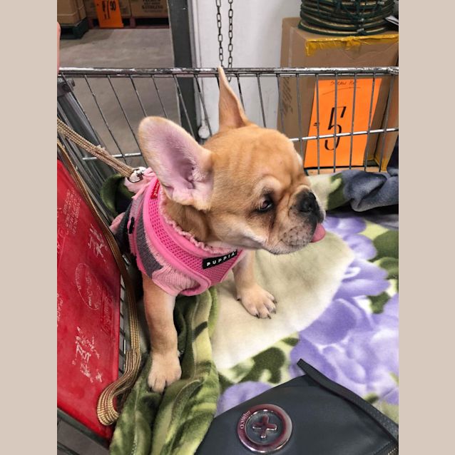Photo of Penny