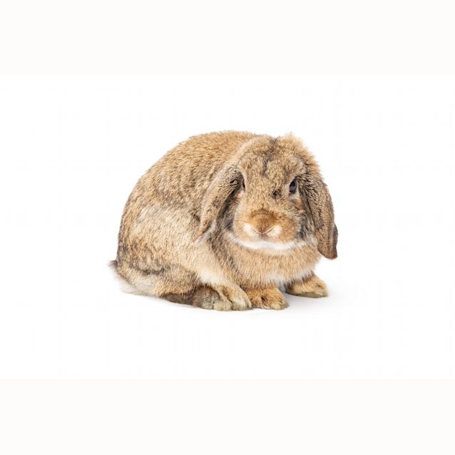 Photo of Brownie