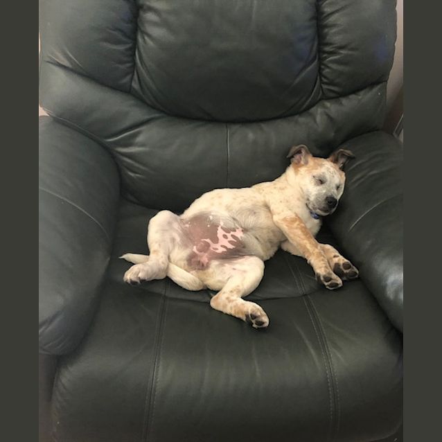 Photo of Lotus ~ Mastiff X Puppy (On Trial 11/11/18)1