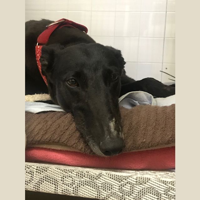 Photo of Ivy (On Trial 30 Sep)