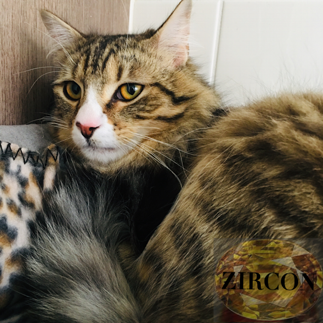 Photo of Zircon