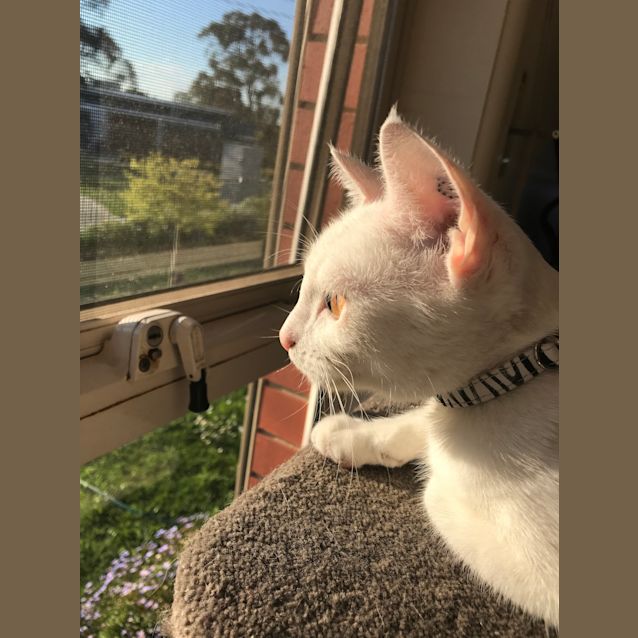 Photo of Simba