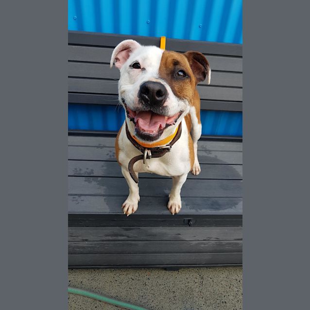 Photo of Ruby
