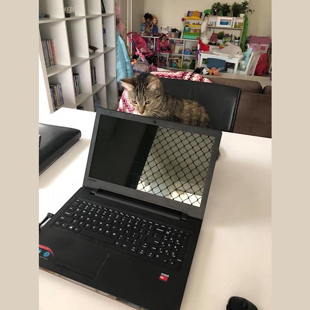 Photo of Bisket   $99 Special