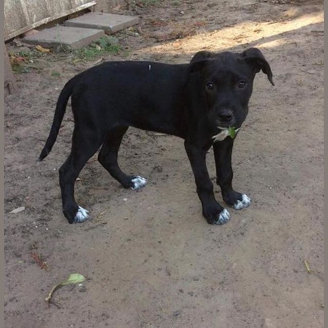 Photo of Diamond