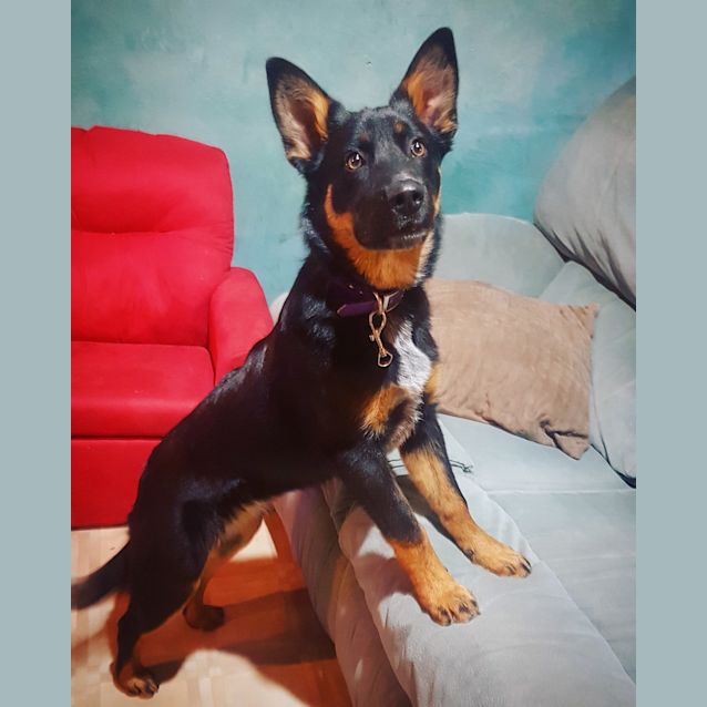 Photo of Rosie