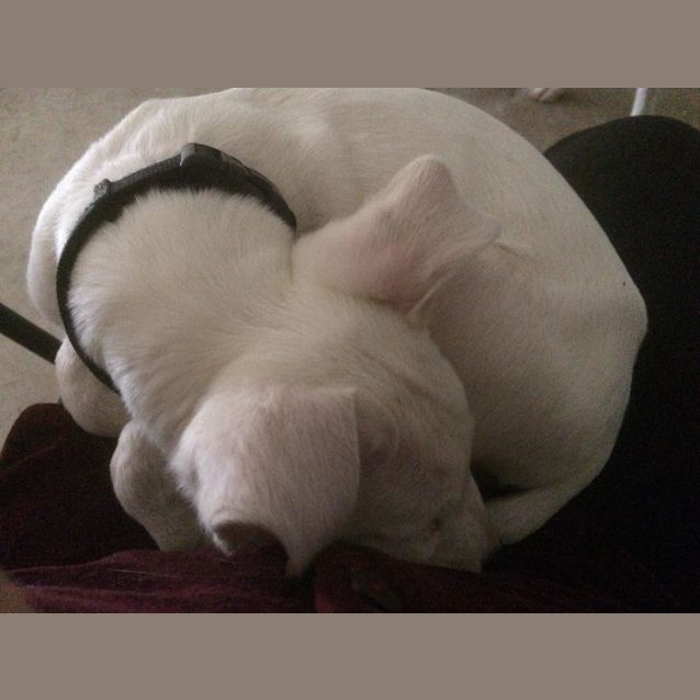 Photo of Oscar