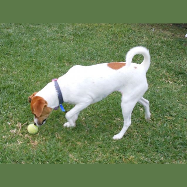 Photo of Laura ~   Jack Russell X (On Trial 6/10/18)