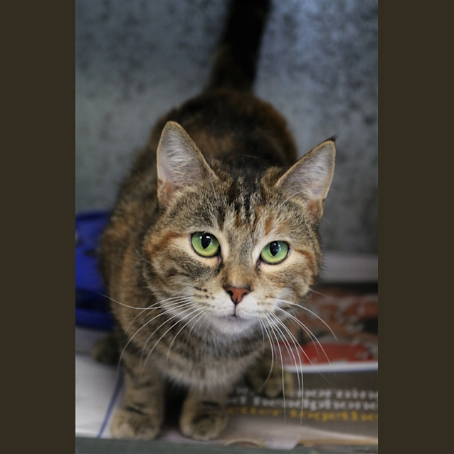 Photo of Penny