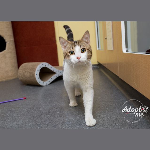 Photo of Thunderpaws