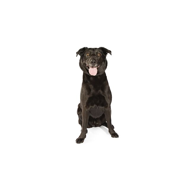 Photo of Stella