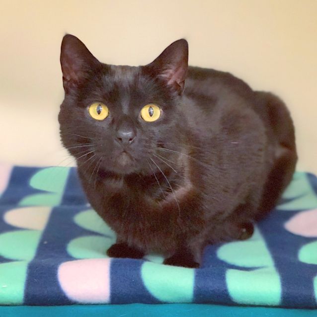 Photo of Vader