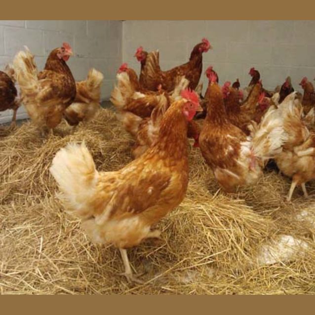 Photo of Rescue Hens