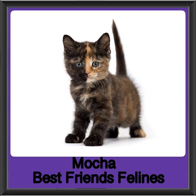 Photo of Mocha 