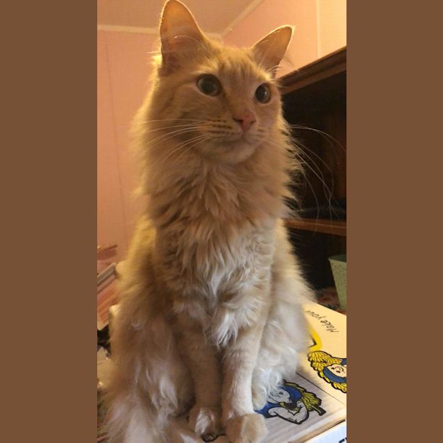 Photo of Buddy