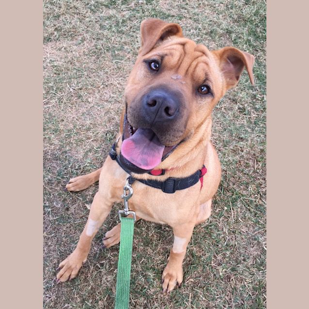Photo of Rosie
