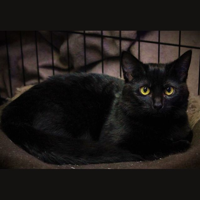 Photo of Possum 💛