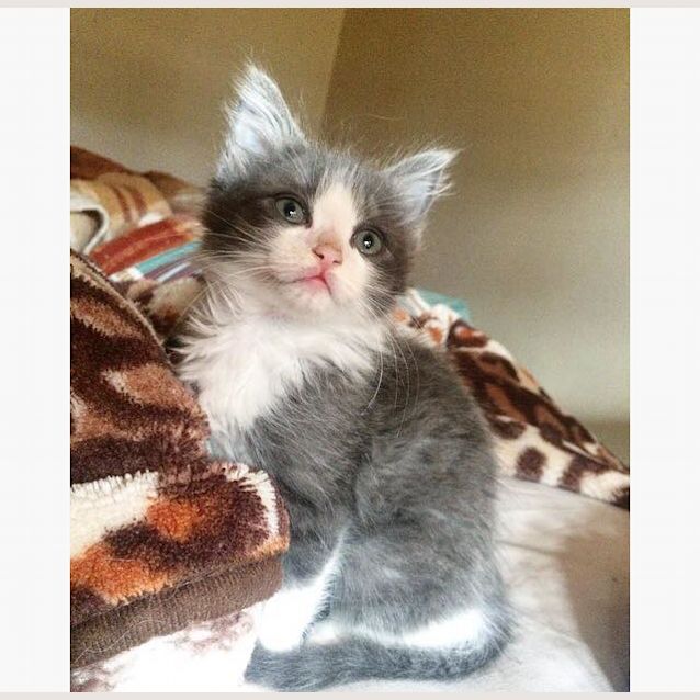Photo of Kash
