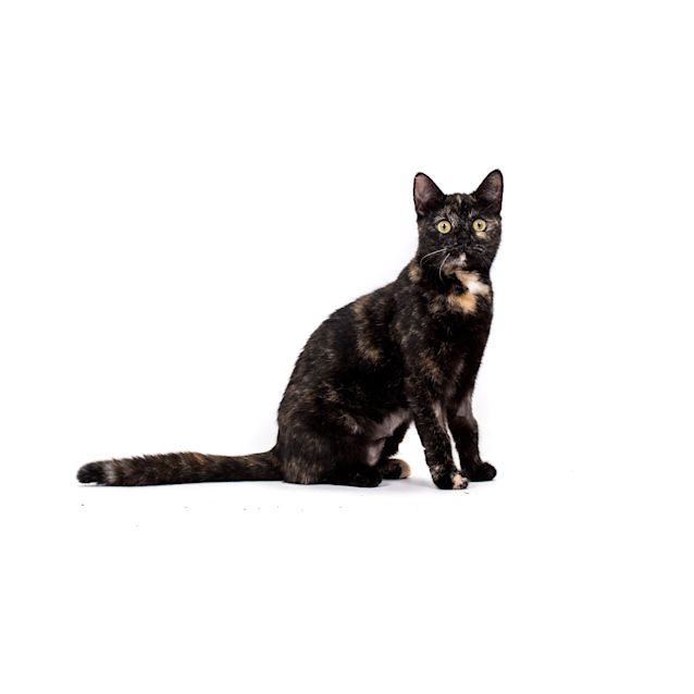 Photo of Freya 