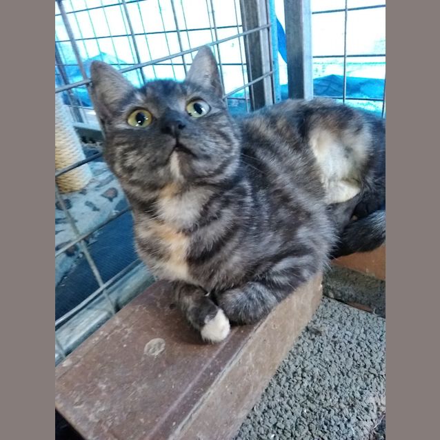 Photo of Cookie
