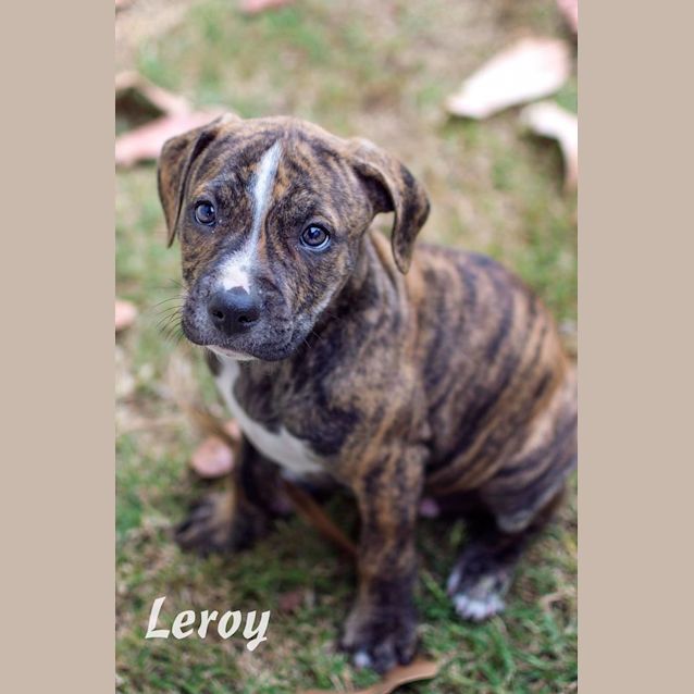 Photo of Leroy
