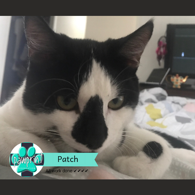 Photo of Patch