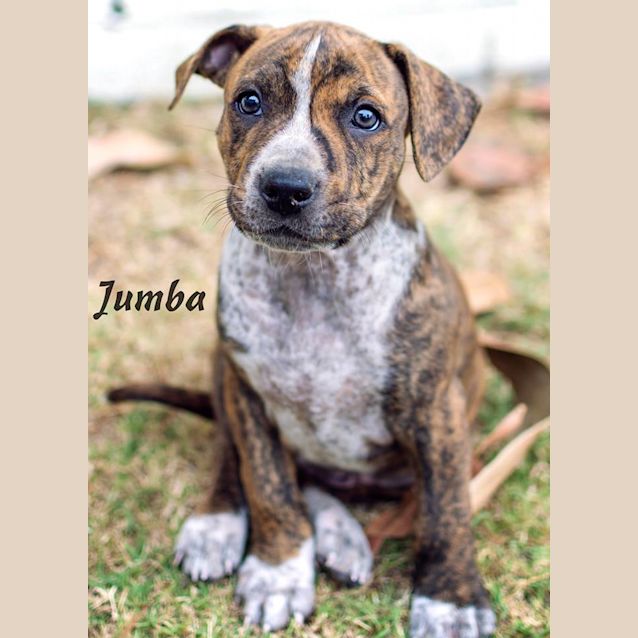 Photo of Jumba