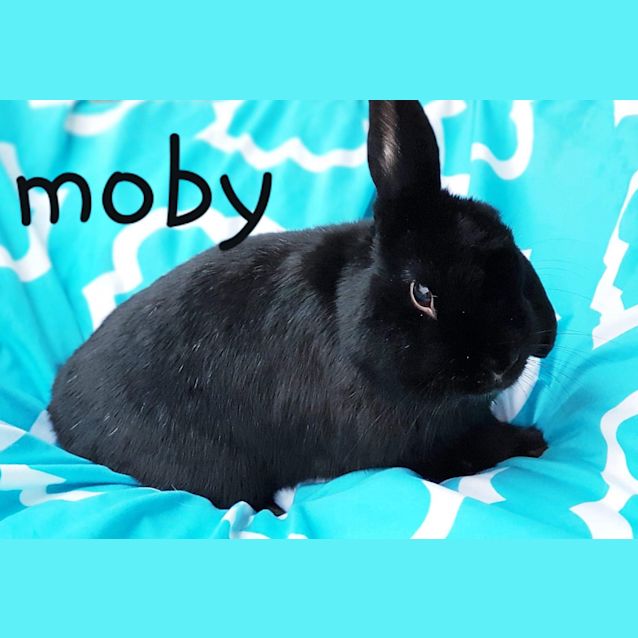 Photo of Moby