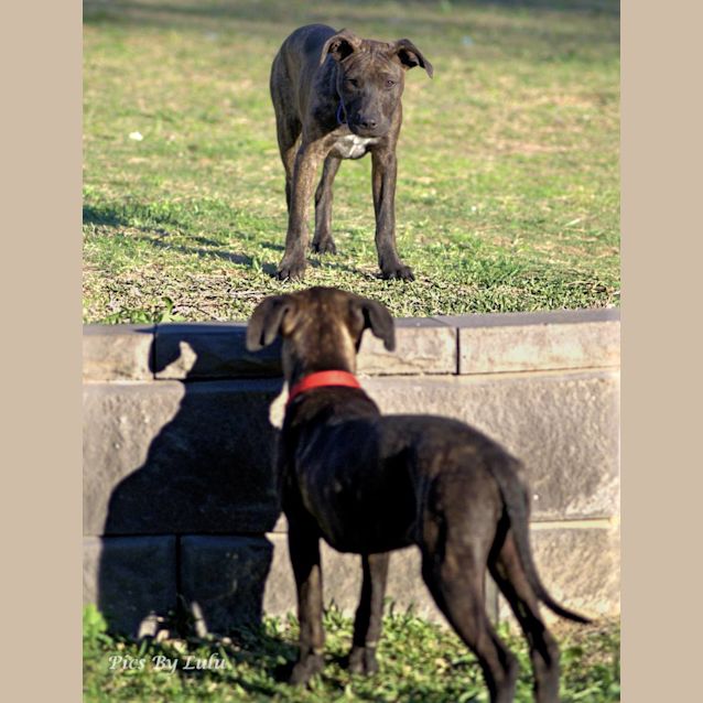 Photo of Opal ~ Staffy X Puppy (On Trial 28/10/18)