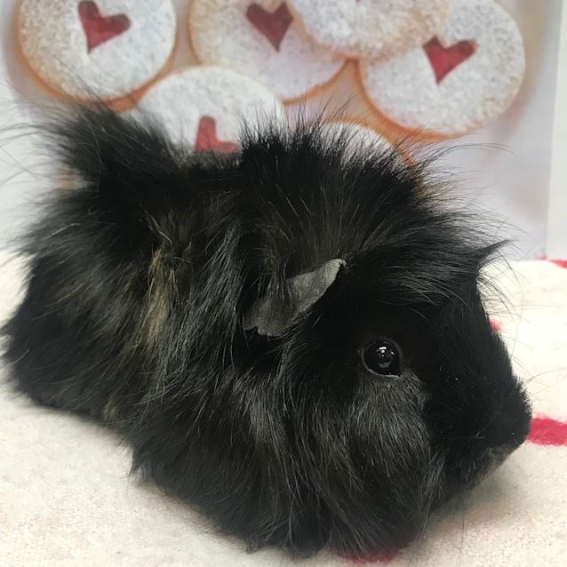 Photo of Cookie