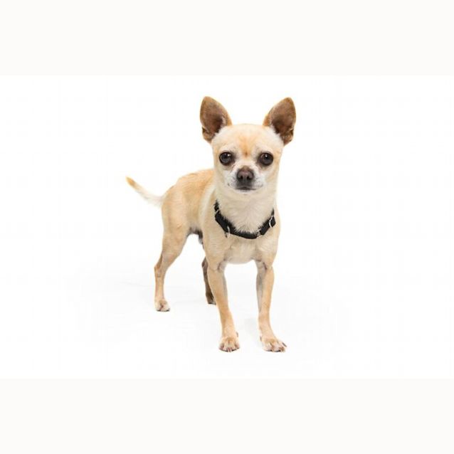 Photo of Pablo