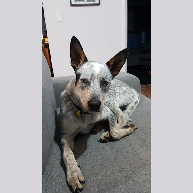 Photo of Harley Db377