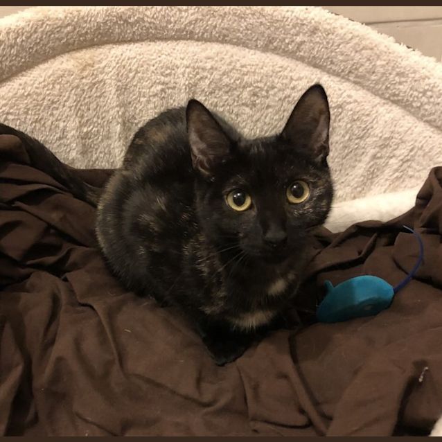 Photo of Bonnie **2nd Chance Cat Rescue**