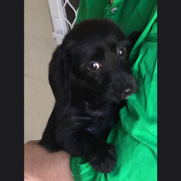 Photo of Pretzel, Licorice And Schnitzel. 