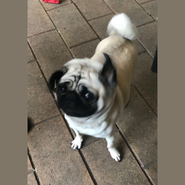 Photo of Pixie 