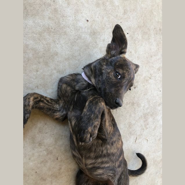 Photo of Willow 