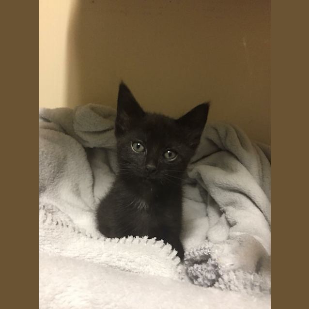 Photo of Maple