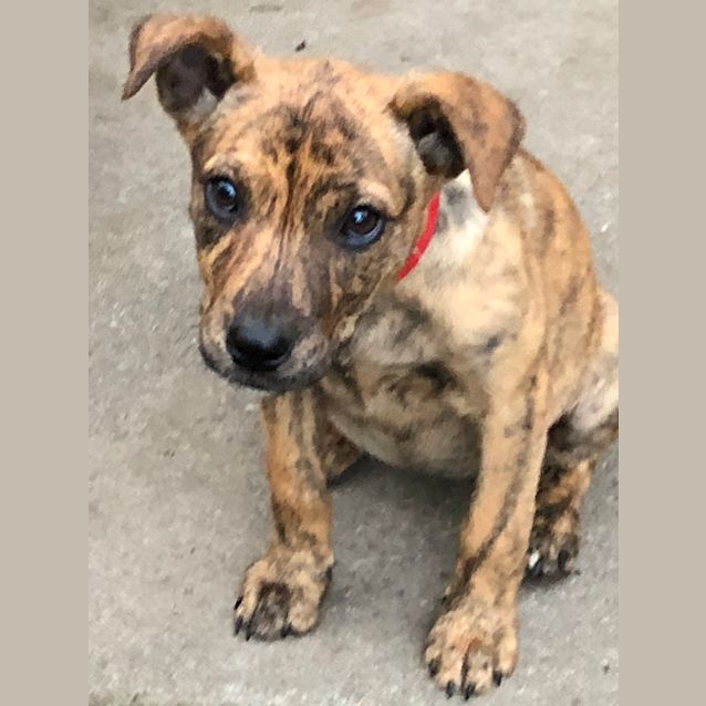 Photo of Maple