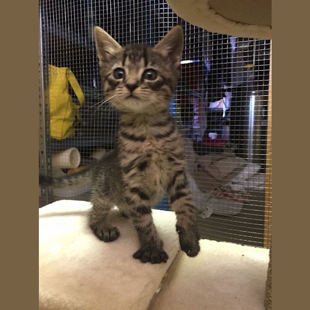 Photo of Juno