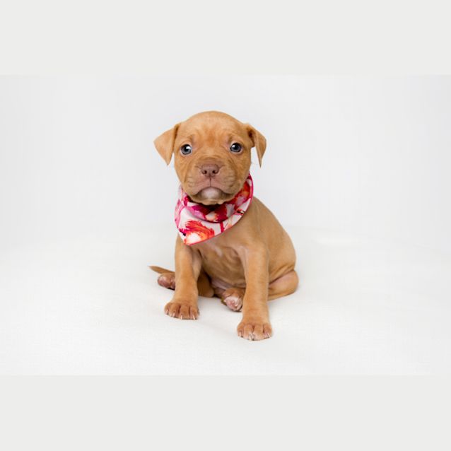 Photo of Layla