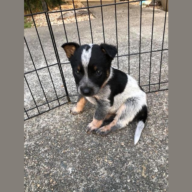 Photo of Scout